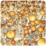 Псилоцибиновые (галлюциногенные)  грибы Psilocybin "Golden Teacher" в Новоалександровске