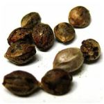 Семена марихуаны АК-47  (Seeds AK-47) в Новоалександровске